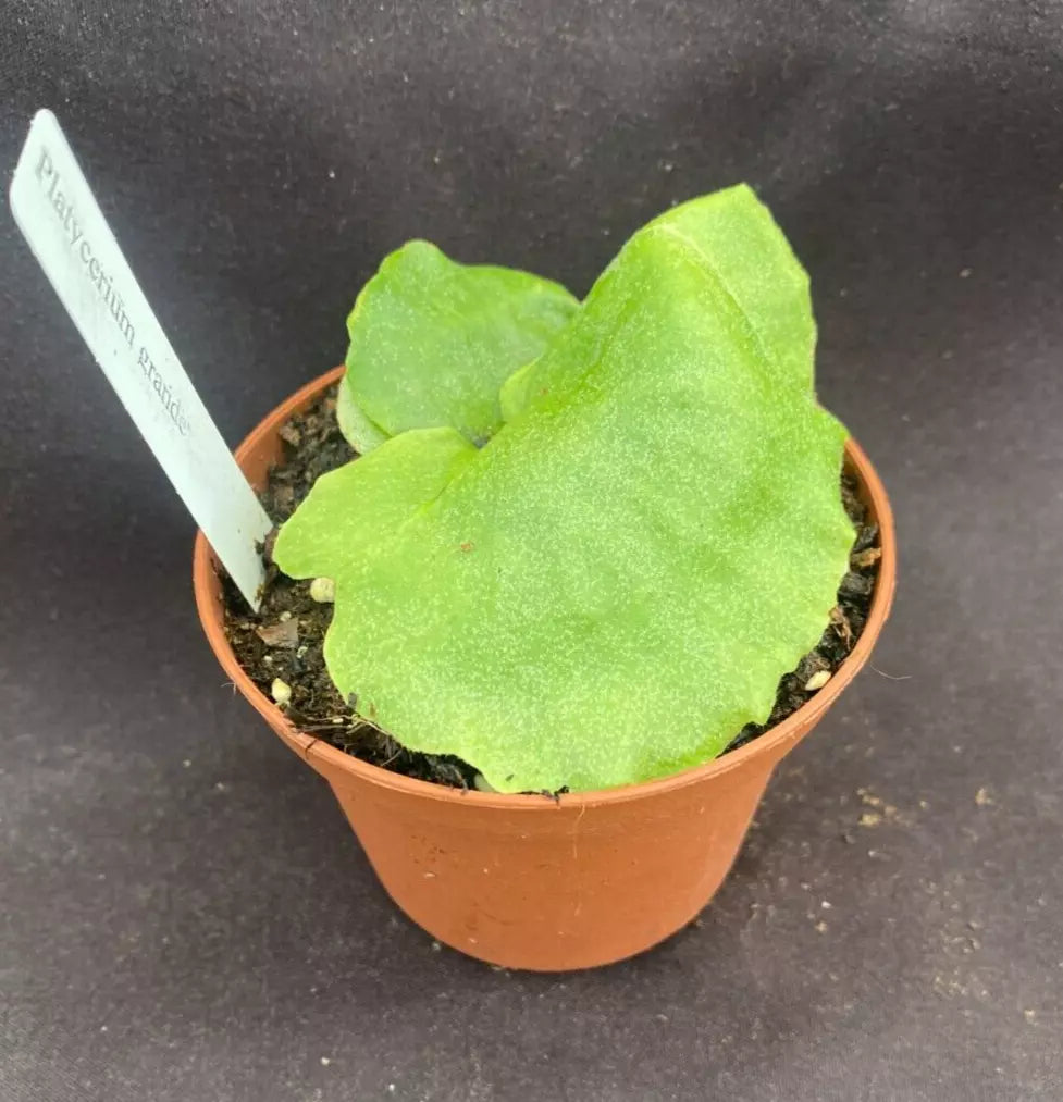 Moose Horn Fern Plant 3" Pot Platycerium grande Epiphytic Fern for Indoor & Outdoor Shaded Spaces