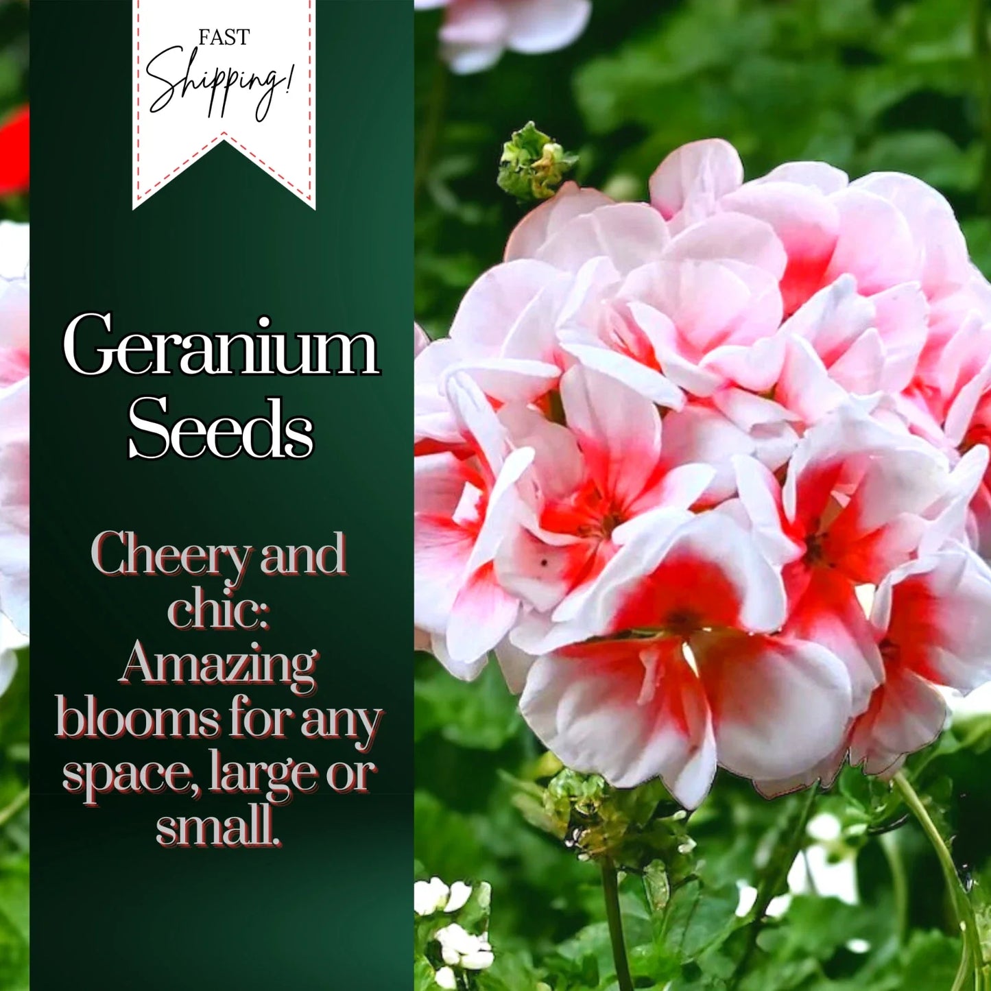 Geranium Seeds Packet - 100 Non-GMO Pelargonium Fragrant Blooms for Garden, Container & Window Box