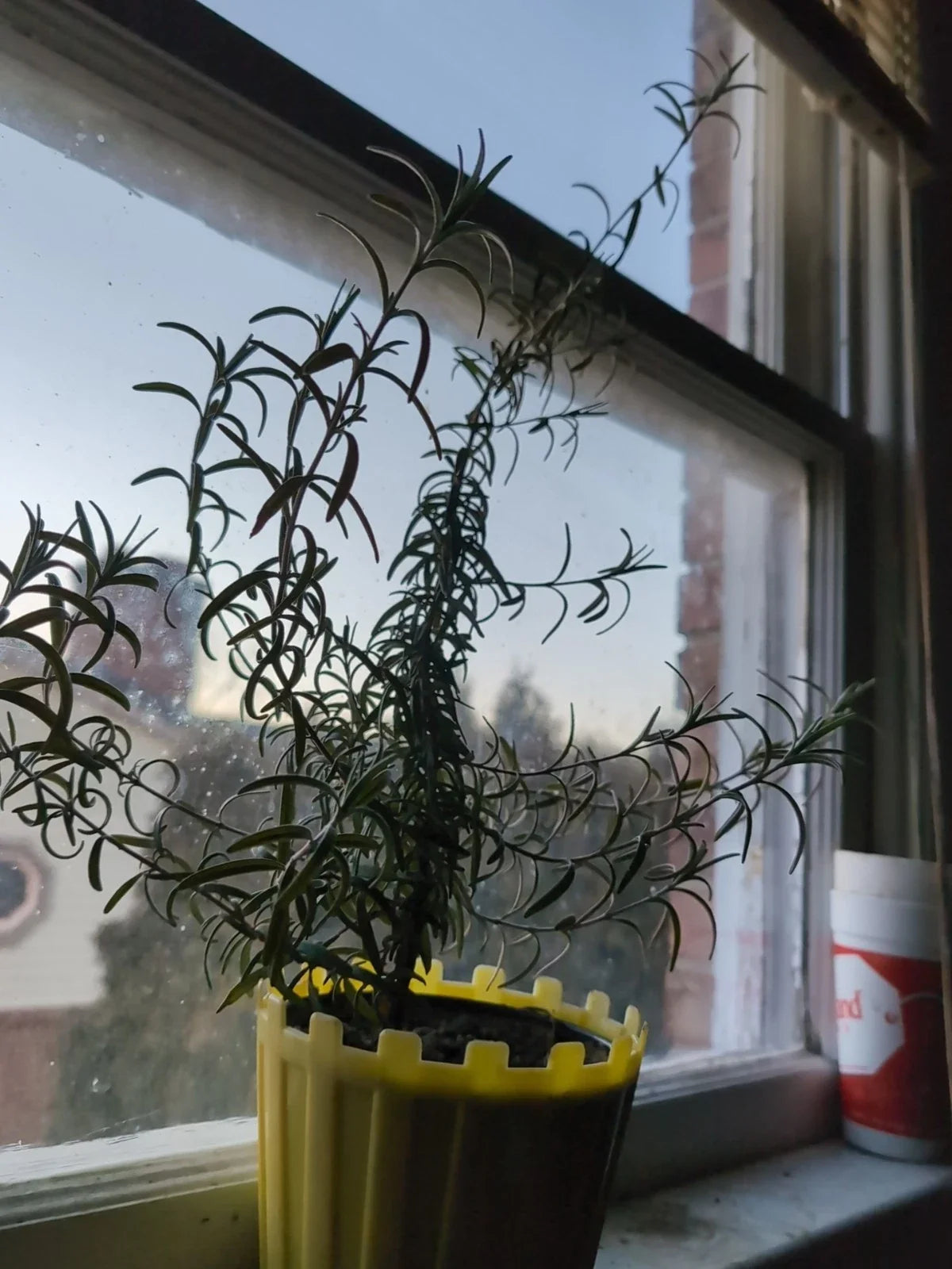 Organic Rosemary Plant Live Herb 15-25 Inch Salvia rosmarinus Culinary & Medicinal