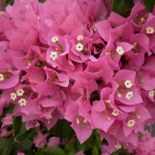 Bougainvillea Starter Plant VERA PINK Well Rooted Plug Bougainvillea spectabilis Garden Flower