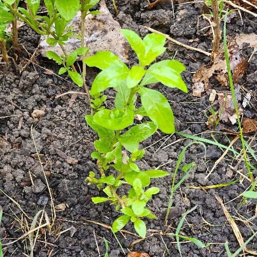 Goji Berry Plants 10 Rooted Cuttings Lycium Barbarum Organic Superfood Garden Plants