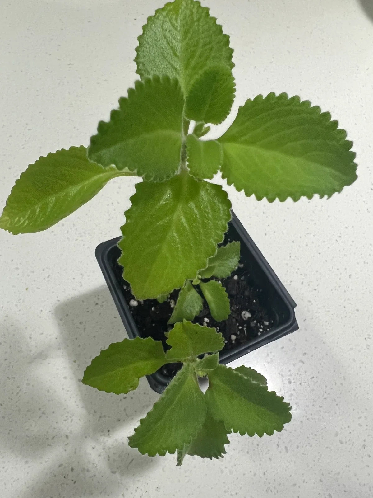 Cuban Oregano Plant - 5-7 Inches - Mexican Mint, Spanish Thyme - Plectranthus amboinicus - Well Rooted Duo