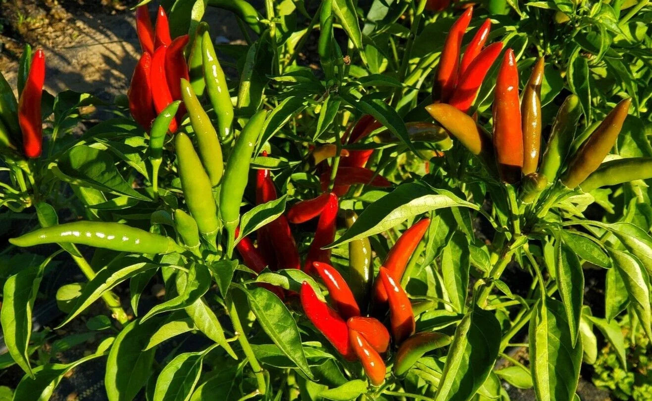 Fresh Thai Bird Pepper Seeds - 20 Count, Capsicum annuum, Spicy Hot Peppers for Cooking & Garden, Compact Bushy Plant