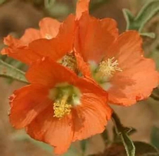 Scarlet Globe Mallow Seeds - 15 Fresh Rare Prairie Mallow Sphaeralcea coccinea Seed Pack