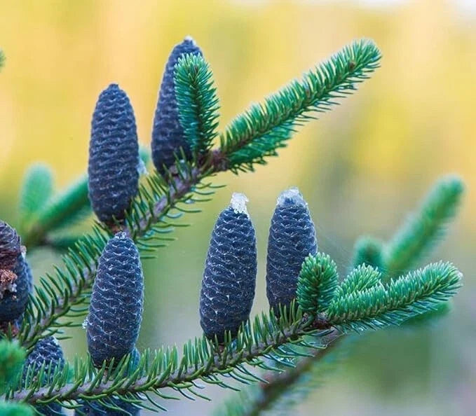 Balsam Fir Tree Seedlings 6-12 Inches Abies balsamea Evergreen Nursery Plants for Landscaping