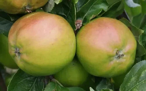 Scotch Bridget Apple Seeds - Heirloom Fruit Tree Seeds for Garden Planting - Malus domestica, 25+ Seeds, USA Shipping