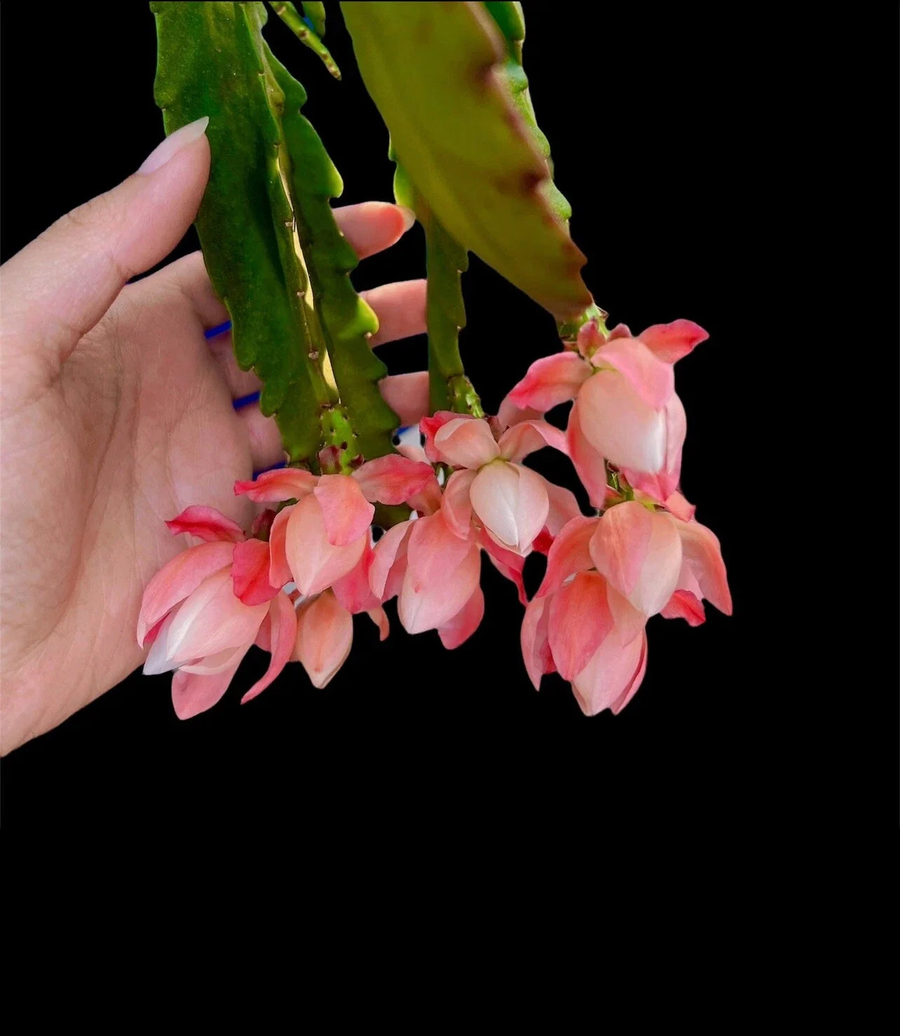 German Empress Epiphyllum Rooted Cutting - Flowering Cactus Plant - Epiphyllum oxypetalum - Indoor Outdoor, Easy Care, Blooming