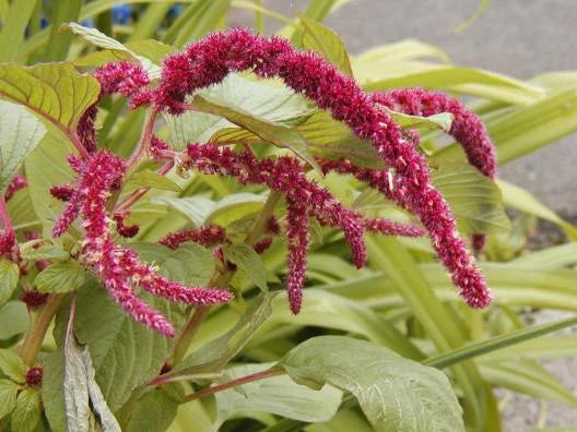 1155 Seeds Love Lies Bleeding Red Ropes Flowers Amaranthus caudatus GroCo