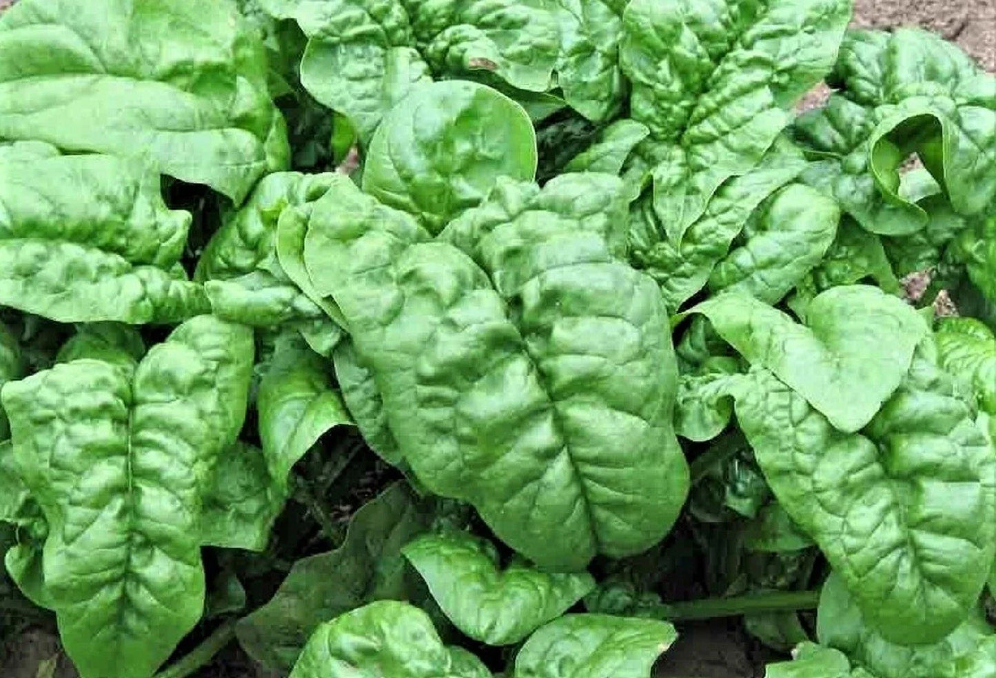 Noble Giant Spinach Seeds - Non-GMO, Large Tender Leaves, Spinacia oleracea, Home Garden, 100+ Seeds