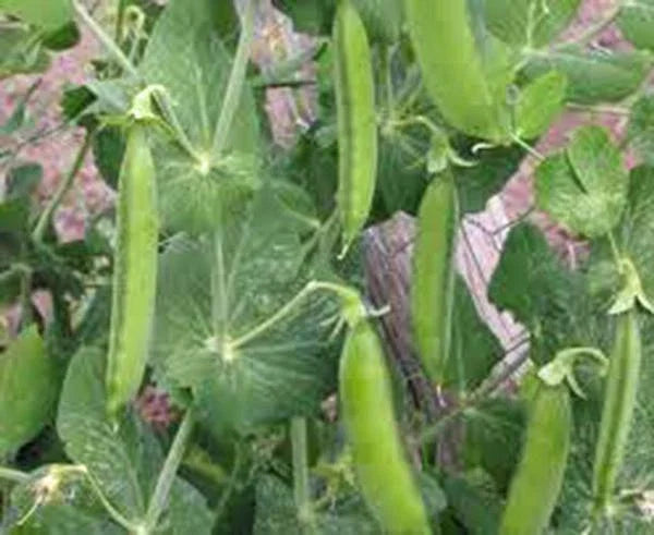 Heirloom Pea Seeds – Little Marvel Pisum sativum – Non-GMO, Compact Bush Variety, 100+ Seeds for Home Garden, Easy to Grow