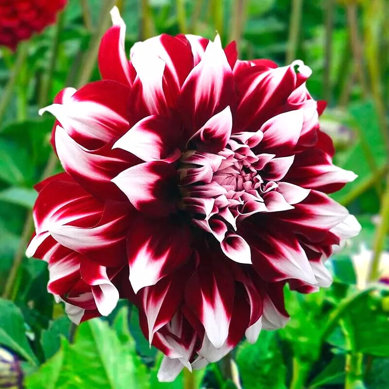 Dahlia Tuber Clump 'Duet' Red White Large Blooms Decorative Flower Plant
