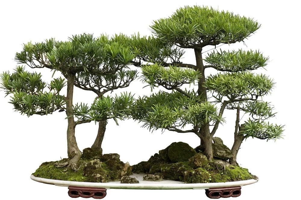 Western Red Cedar Bonsai Tree Seeds - Thuja plicata - 30 Seeds for Gardening & Landscaping
