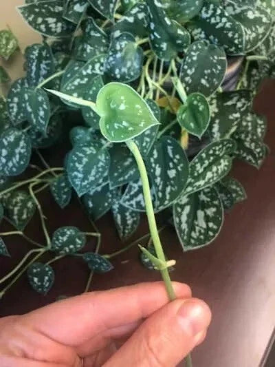 Unrooted Scindapsus Pictus Cuttings – Rare Silver Pothos Propagation Plant, 5 Leaves/1 Node Indoor Houseplant