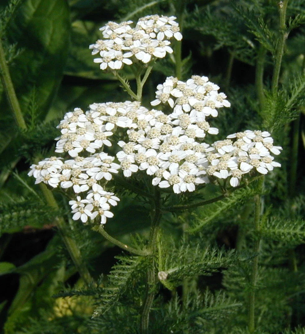 Yarrow Seeds - Achillea millefolium Herb Seeds for Gardening, Ornamental & Medicinal Plant, Perennial, Non-GMO Seed Packet
