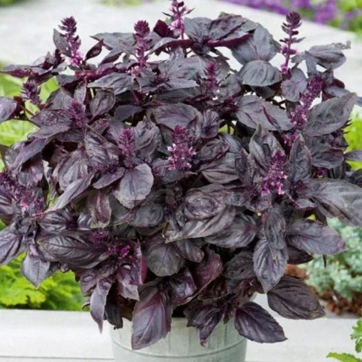 Dark Opal Purple Basil Seeds - Heirloom Non-GMO Ocimum basilicum for Culinary & Garden Use, 100 Seeds Pack