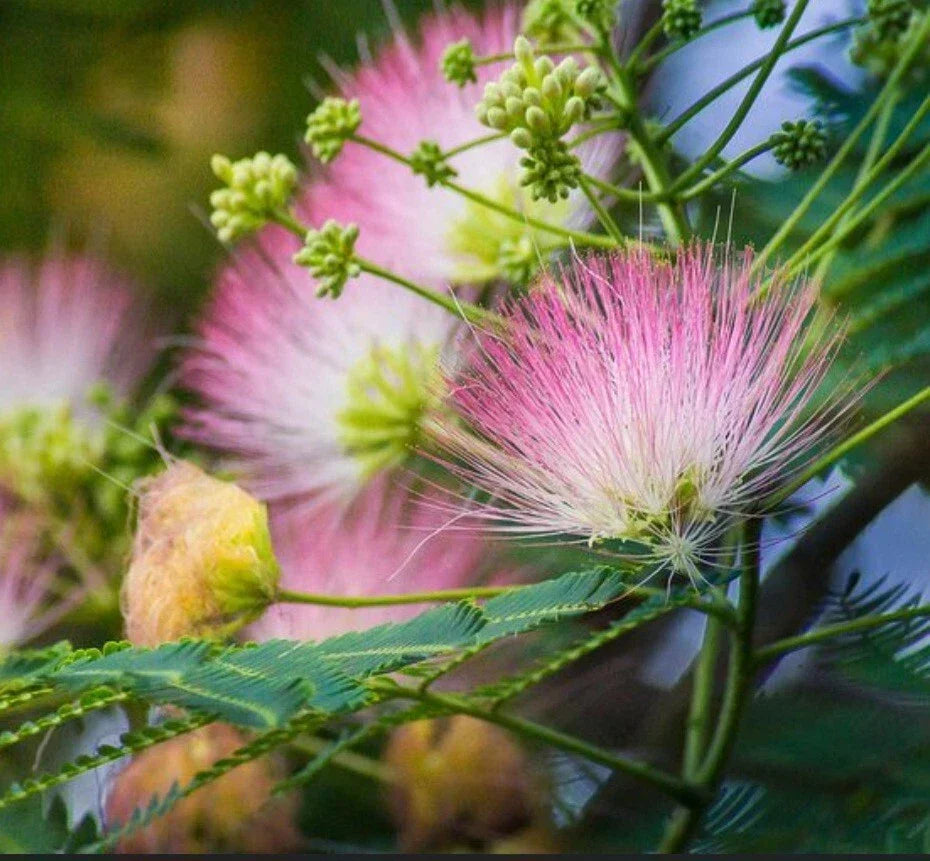 Pink Mimosa Tree Cuttings - 12 Unrooted Albizia julibrissin for Pollinators and Gardens