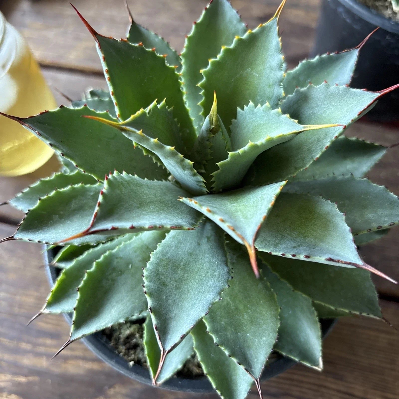 Agave Potatorum Succulent Plant 6-Inch Rooted in Pot, Ornamental Cactus for Home & Garden Decor