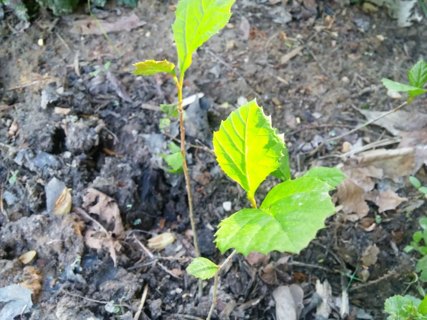 American Sycamore Seeds 1/2 lb - Platanus occidentalis Buttonwood Tree