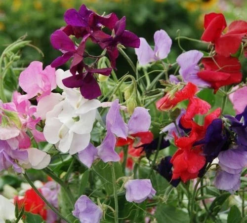 Dwarf Sweet Pea Seeds - BIJOU Royal Mix Heirloom Wildflowers - Lathyrus odoratus, Fragrant, Container-Friendly, Pollinator Attracting