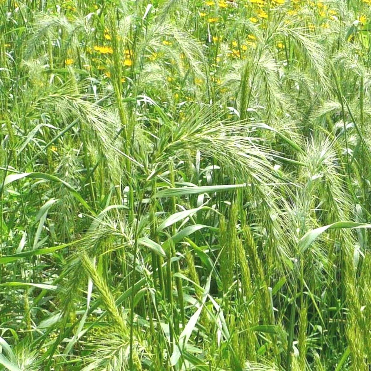 Virginia Eastern Wild Rye Seeds - Native Prairie Bunchgrass for Restoration & Landscaping - Elymus virginicus, 500+ Seeds