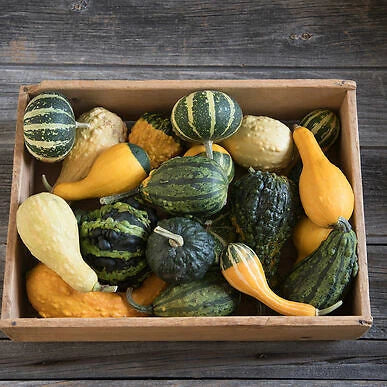Organic Ornamental Gourd Seeds Mix - 25 Open-Pollinated Fall Garden Decorations Cucurbita pepo