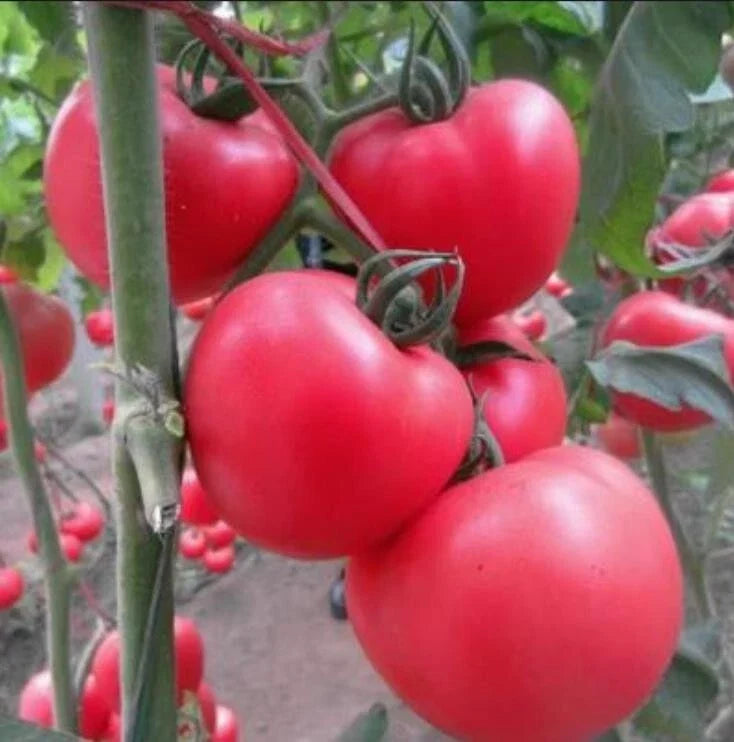 Homestead Tomato Seeds - Heirloom Organic Vegetable Seeds for Gardening - Solanum lycopersicum, 80+ Premium Seeds