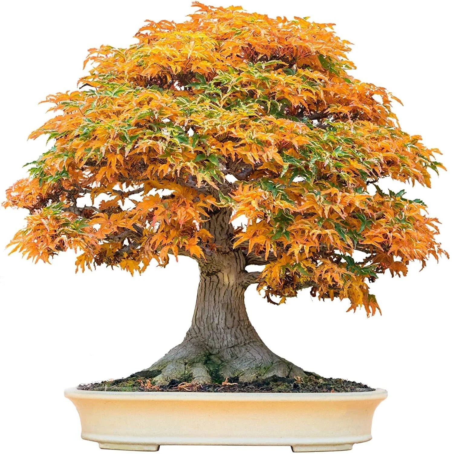 Bonsai Tree Seeds - Trident Maple (Acer buergerianum) - 30+ Seeds for Bonsai Cultivation and Training