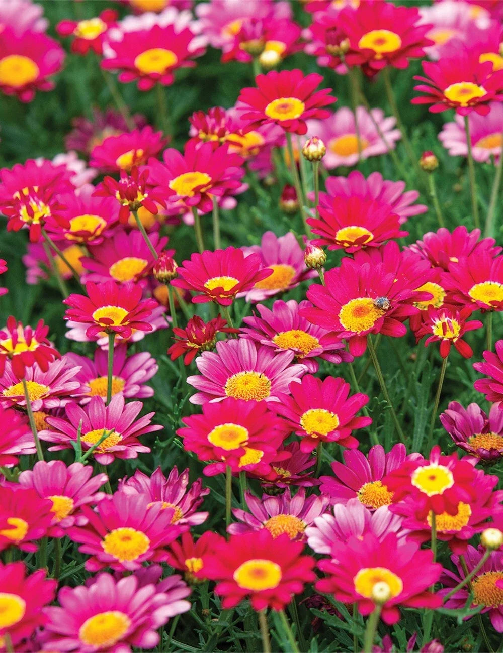 Bright Pink Marguerite Daisy Seeds - 200+ Argyranthemum frutescens Garden Flower Seeds for Borders & Containers