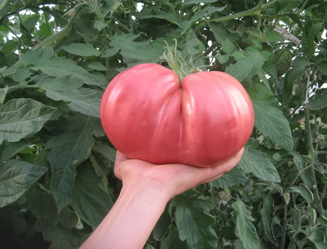 German Giant Tomato Seeds – Non-GMO Organic Heirloom Solanum lycopersicum, Large Juicy Tomatoes for Home Gardening