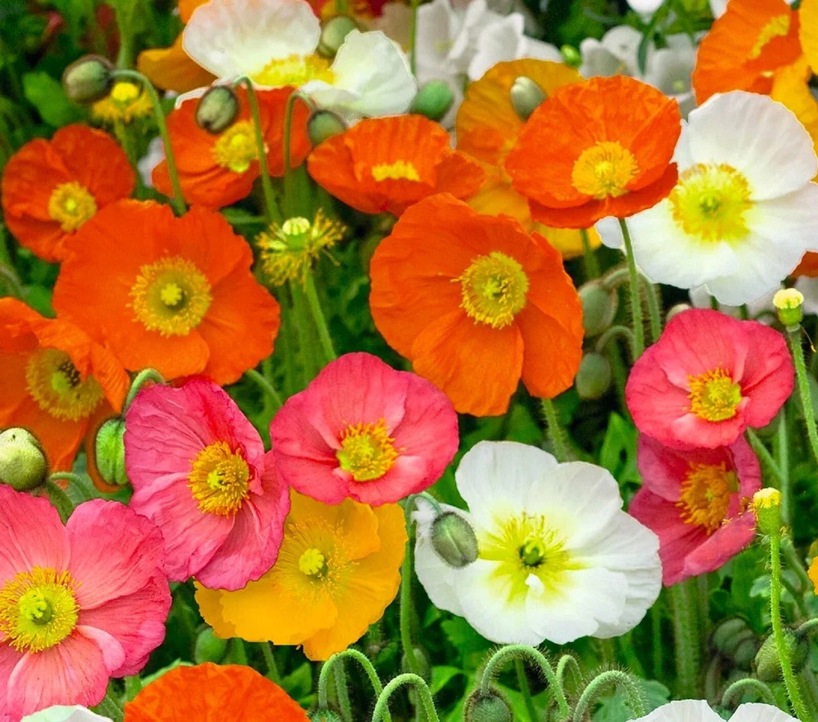 Iceland Poppy Seeds - Mixed Colors, Over 500 Seeds, Papaver nudicaule, Perennial Flower for Borders & Containers
