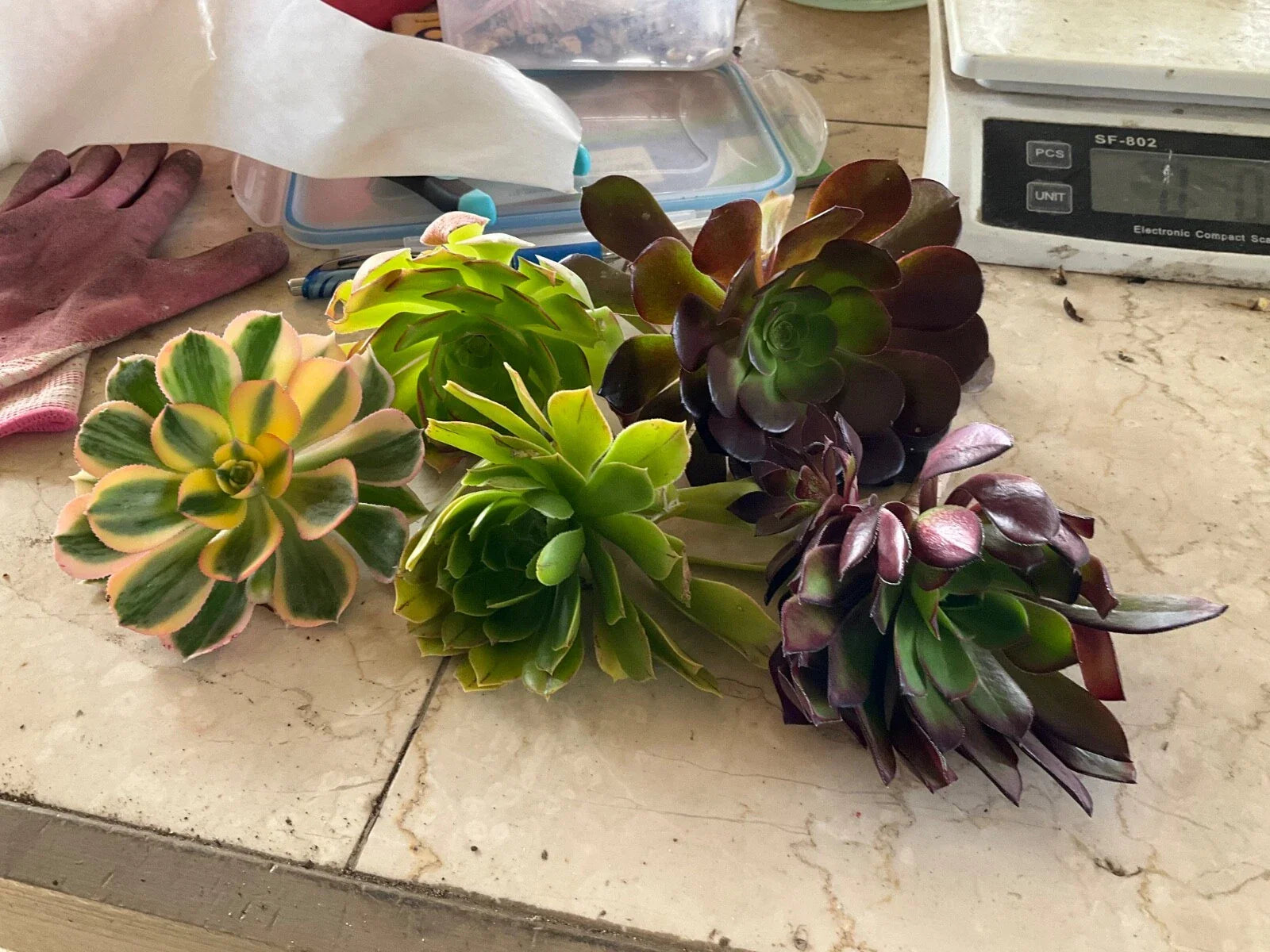 Aeonium Succulent Cuttings Set of 5 - 4" Varieties for Propagation - Exotic Houseplants