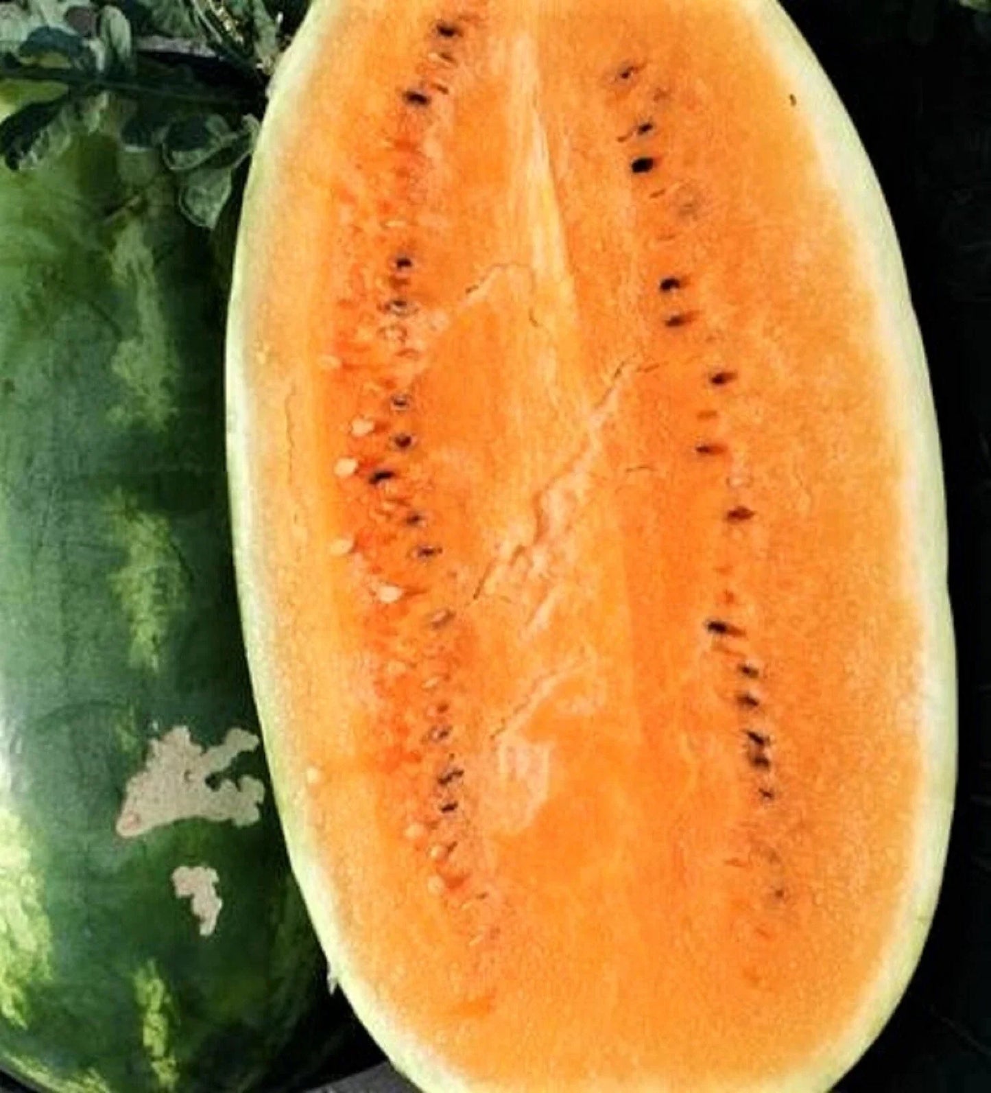Tendersweet Orange Watermelon Seeds - Non-GMO Citrullus lanatus, 25 Pack for Home Garden, Juicy, Sweet, Vining Watermelon Seeds
