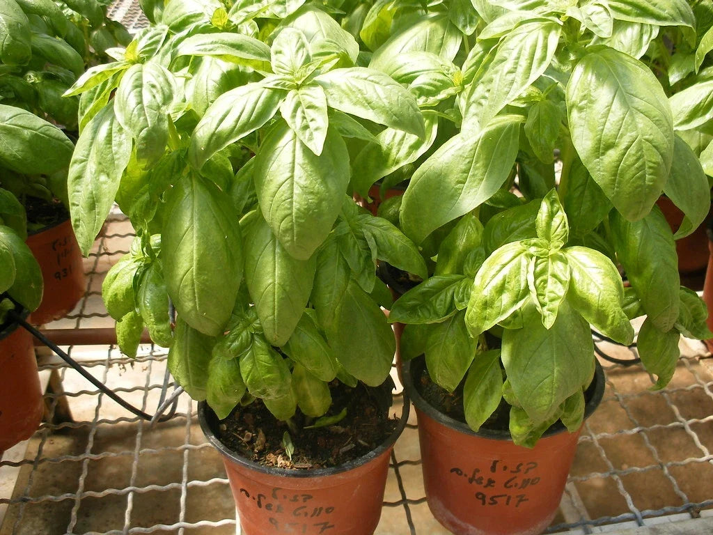 Organic Basil Seeds - Super Sweet Ashalim - Non-GMO Herb Garden Planting - Ocimum basilicum - 100 Seeds