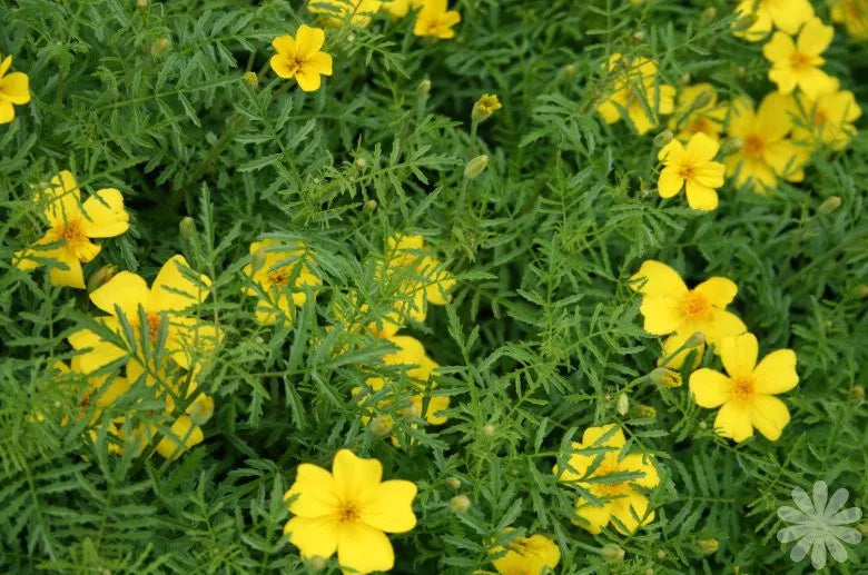100 Marigold Lemon Gem Seeds - Tagetes patula, Lemon Scented Yellow Flowers