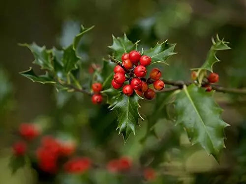 English Holly Seeds - 10 Open Pollinated Ilex aquifolium for Gardening, Ornamental Hedge, Evergreen Foliage