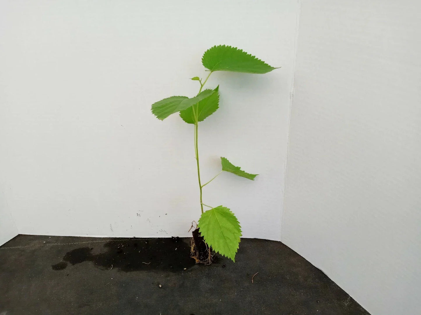 Dwarf Everbearing Mulberry Trees 2-Pack Starter Plants Morus Nigra for Small Gardens
