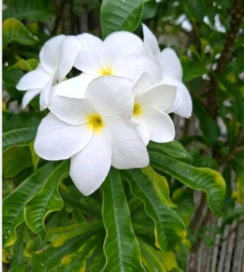 Plumeria Cutting 10" Snow Bridal Bouquet Arrow Frangipani Plumeria Pudica Tropical Flowering Plant