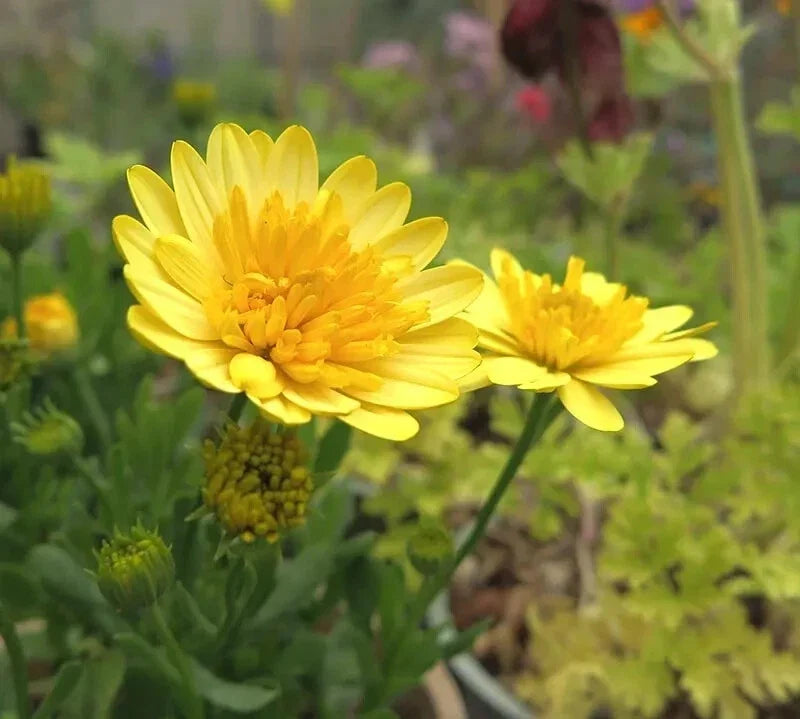 Cape Daisy Seeds - 50+ Yellow Osteospermum ecklonis for Garden Planting, Full Sun, Easy to Grow, Pollinator Friendly