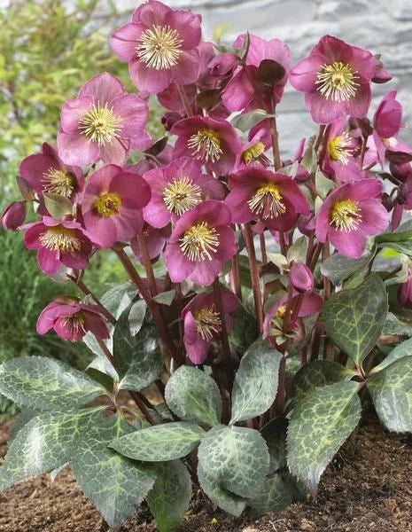 Lenten Rose Helleborus Starter Plant Pink/Purple Perennial Shade Zones 4-9