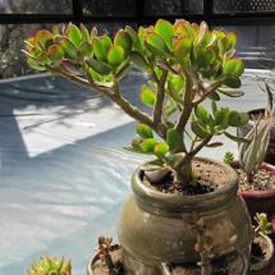 Live Succulent Plant - Crassula Ovata Croby's Compact Jade - Small Indoor or Outdoor Succulent