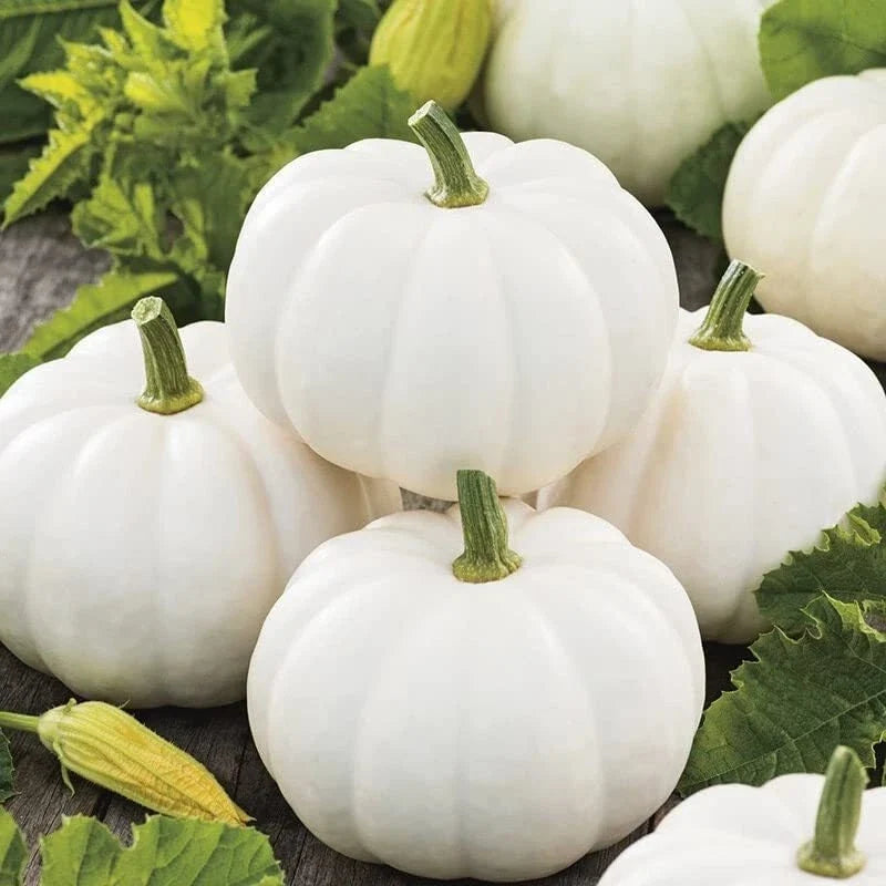 Baby Boo Pumpkin Seeds for Planting - Miniature White Gourds - Cucurbita pepo - Compact Vining for Containers