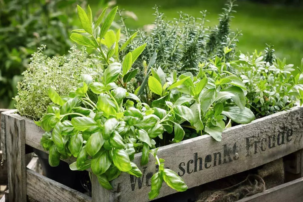 Herb Garden Kit 5 Pack | Parsley, Oregano, Cilantro, Dill, Thyme | Indoor Gardening Supplies for Fresh Culinary Herbs