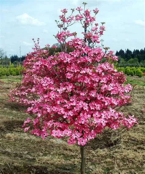 Cherokee Chief Dogwood Tree Live Plant - Red Flowering Cornus florida 'Cherokee Chief' Deciduous Shrub
