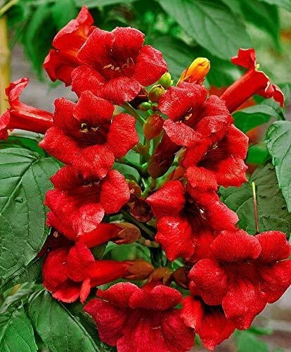 Dark Red Hummingbird Trumpet Vine Seeds | Campsis radicans | Climbing, Drought-Tolerant, Full Sun, 20 Seeds