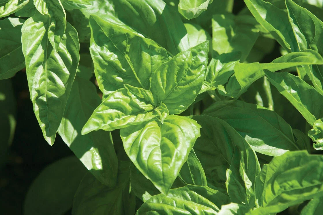 Basil Seeds - 1000 Pack - Sweet Large Leaf - Ocimum basilicum - Herb Garden, Culinary, Annual, Green Foliage