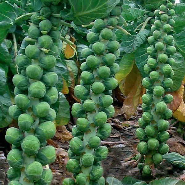 Long Island Improved Brussels Sprouts Seeds | NON-GMO | Heavy Yields | Brassica oleracea