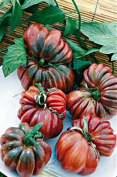 Black From Tula Tomato Seeds - 30+ Heirloom Organic NON-GMO - Solanum lycopersicum