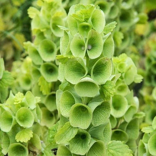Bells of Ireland Seeds - 100 Heirloom Non-GMO Cut Flower Seeds for Drying - Green Floral Variety - Molucella laevis