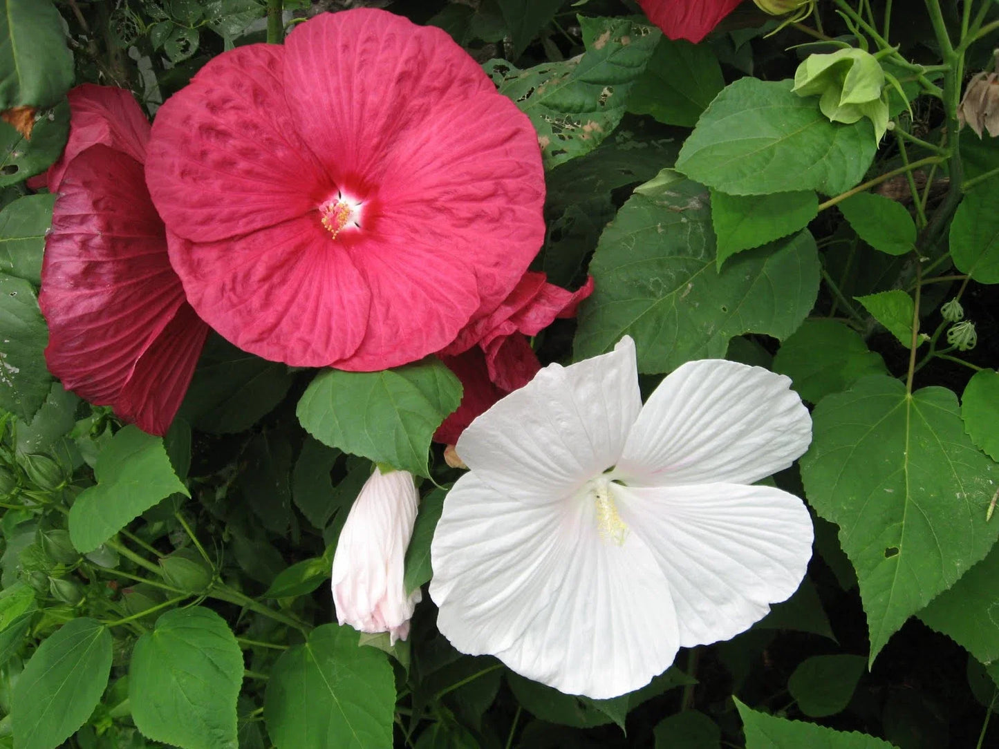 Rose Mallow Seeds - 270 Pack, Hibiscus moscheutos, Heavy Bloomer, Garden Flower, Pollinator Attractant