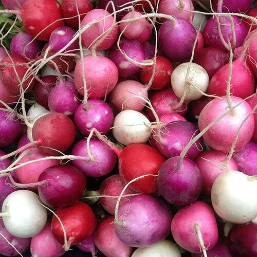 Easter Egg Radish Seeds | Heirloom Non-GMO Vegetable Garden Seeds